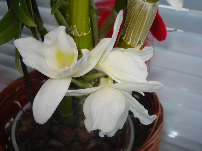 S-AU DESCHIS BOBOCII!! - FLORILE MELE -ALBUM2