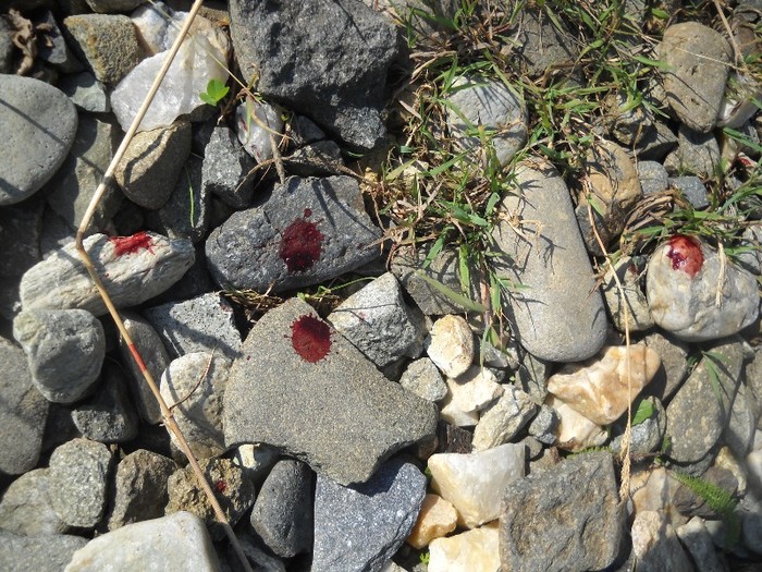 DSCN8162 - COASA LA COLIBITA 2011