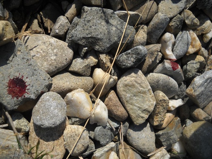 DSCN8163 - COASA LA COLIBITA 2011