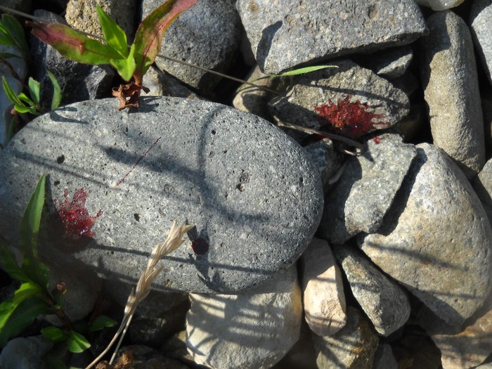 DSCN8165 - COASA LA COLIBITA 2011