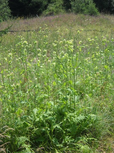 DSCN8193 - COASA LA COLIBITA 2011