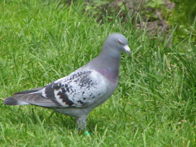 porumbei si concediu 001