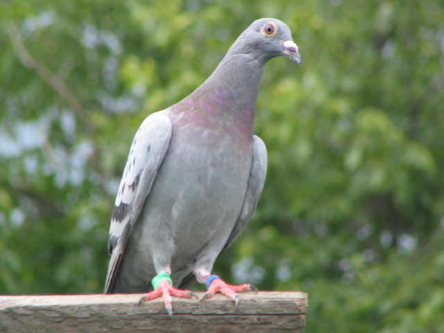 porumbei si concediu 015