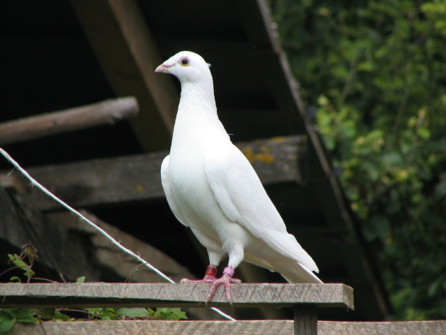 porumbei si concediu 012