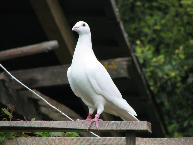 porumbei si concediu 011