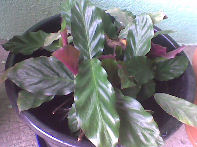 calathea si-a revenit