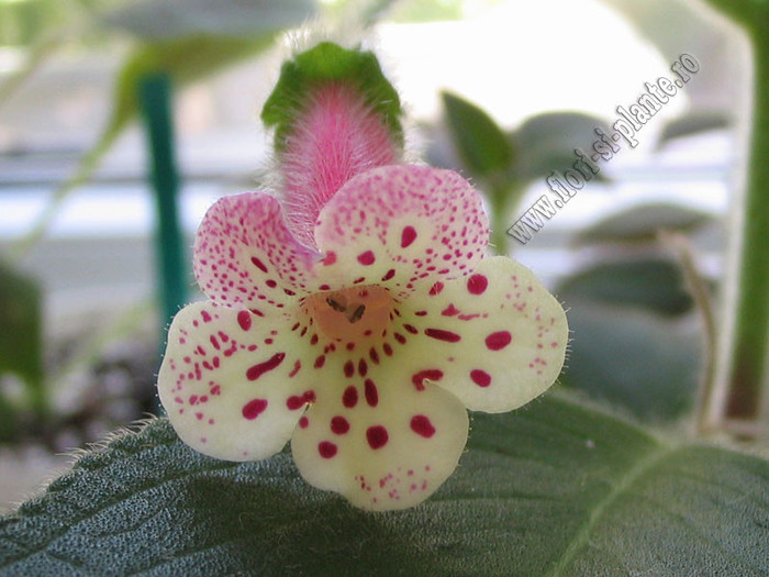 NEW - Kohleria Yfs Surprise 11; NEW - Hibrid 2010 de o frumusete rara. Culorile sunt atat de frumoase.
