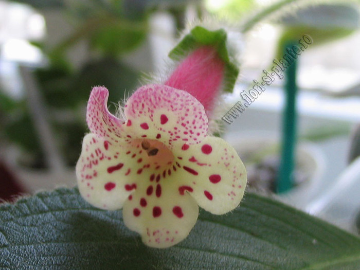 NEW - Kohleria Yfs Surprise 12