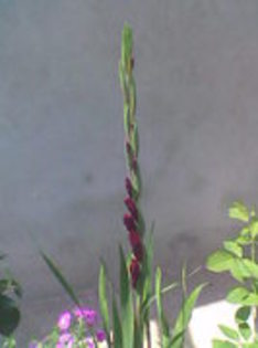 Imag018 - Gladiole 2011