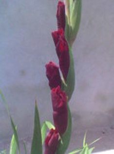 Imag019 - Gladiole 2011