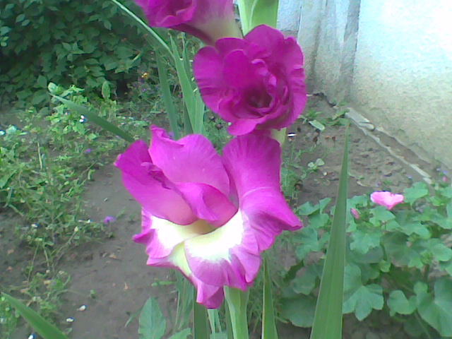 Imag011 - Gladiole 2011