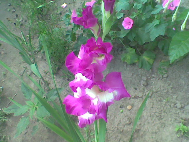 Imag013 - Gladiole 2011