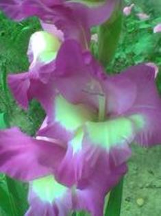 Imag014 - Gladiole 2011