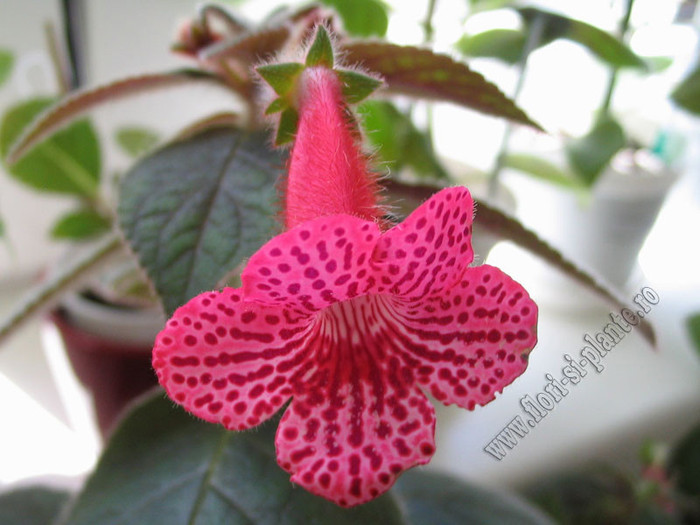 NEW - Kohleria Elise 2