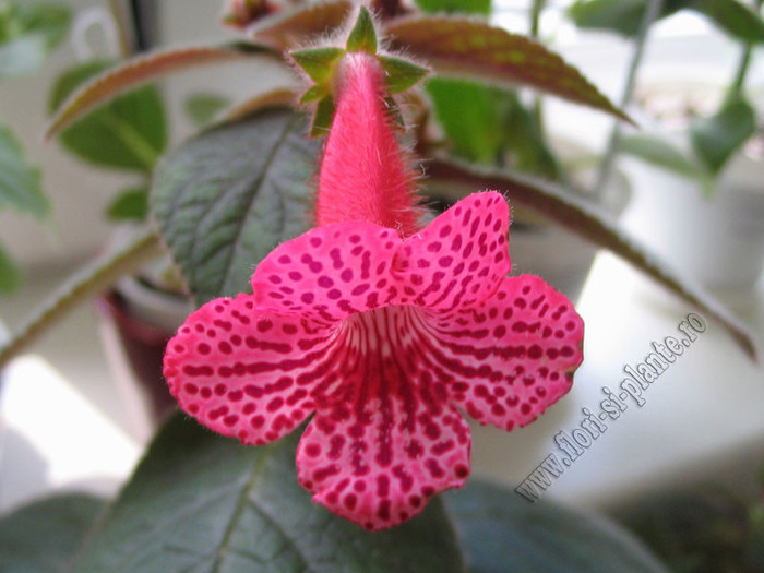 NEW - Kohleria Elise 3