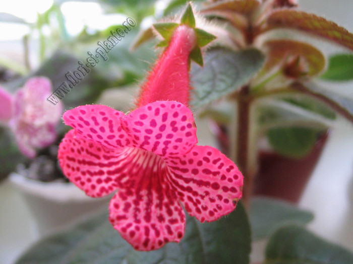 NEW - Kohleria Elise 4