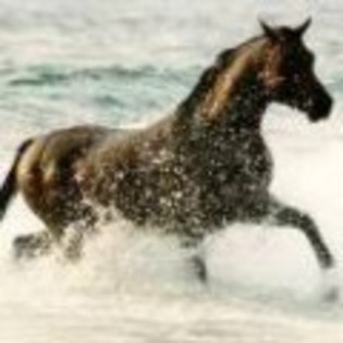 Horse_Water - poze avatare