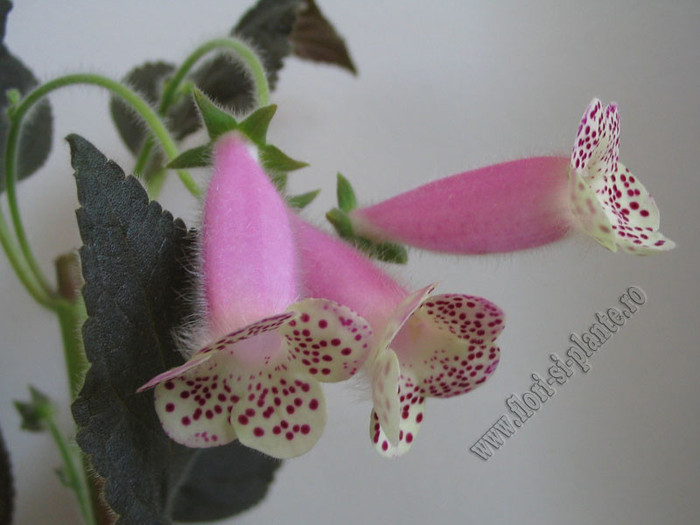 Kohleria HCY`s Jardin de Monet 9