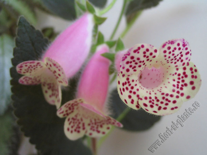 Kohleria HCY`s Jardin de Monet 10