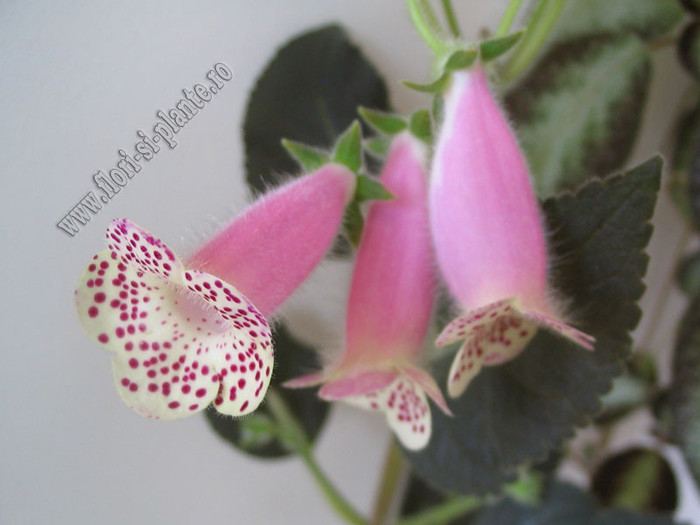 Kohleria HCY`s Jardin de Monet 11