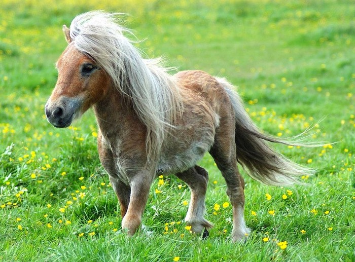 cool-pony - cai de rasa