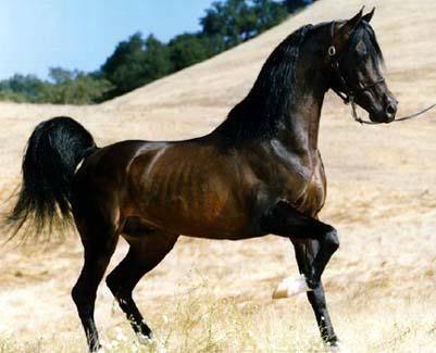 horse-1 - cai de rasa
