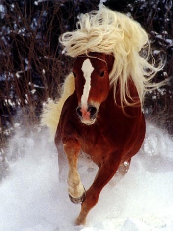 horserun - cai de rasa