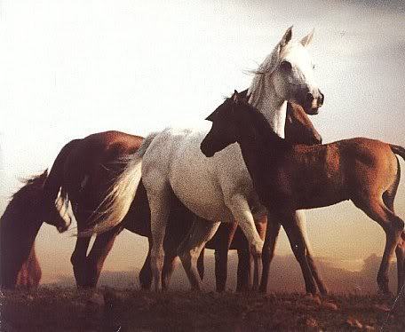horses