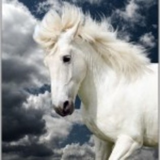 wallpaper_cal-alb-150x150