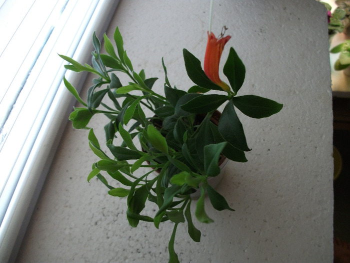 DSCF0964 - Aeschynanthus