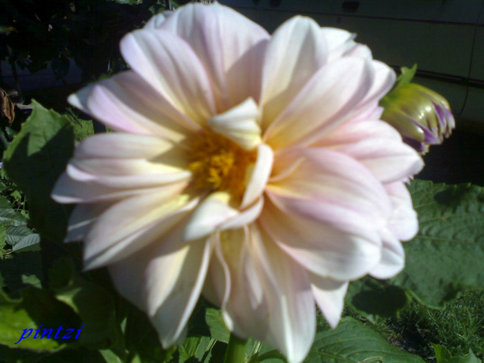 23072011376 - Dahlia-11