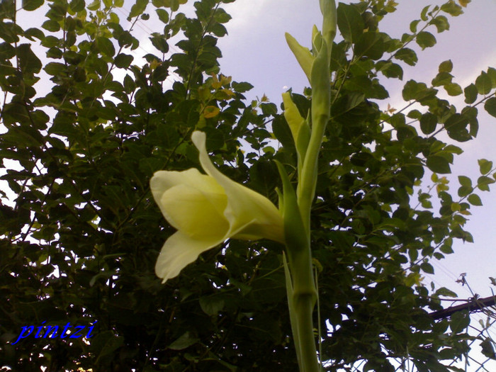 prima floricica alba