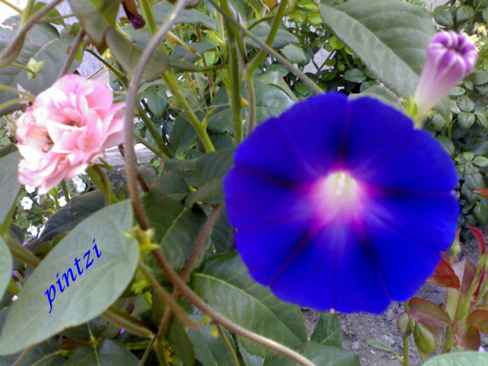 23.07.2011 - Zorele-Ipomoea purpurea-09-11