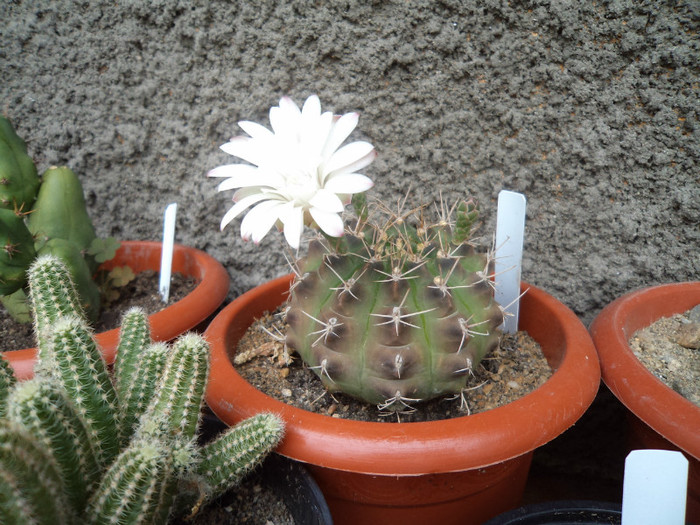Gymnocalcium inflorit - Cactusi si suculente 2011