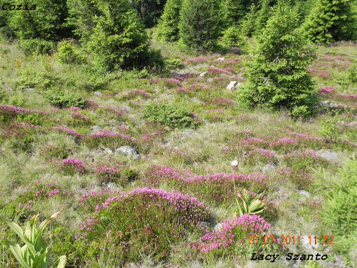 DSCN4311 - Cozia - 1580 m