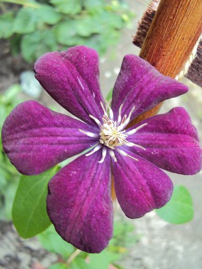 DSC02824 - 1 Clematite 2014