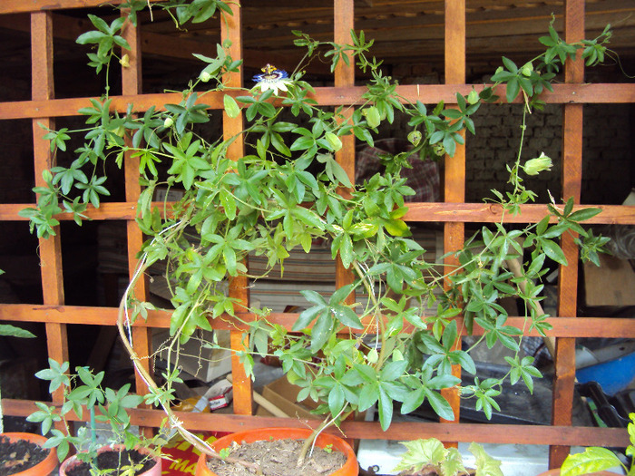 DSC02818 - Passiflora