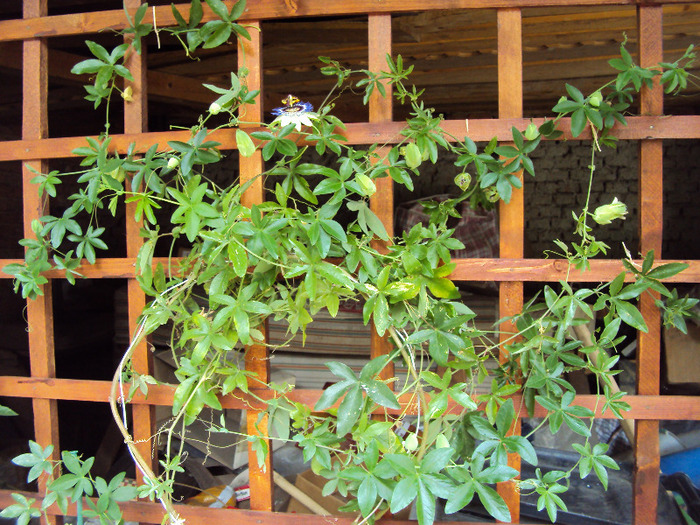 DSC02820 - Passiflora