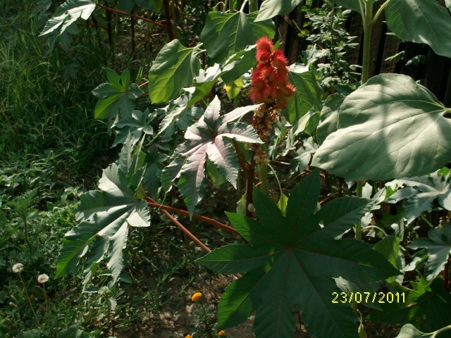 SANY1730 - Ricin Seminte - Boabe Ricinus Communis - Vanzare