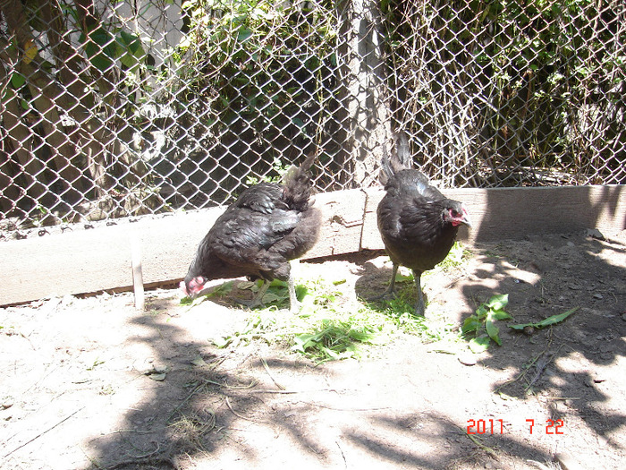 DSC07333 - Australorp