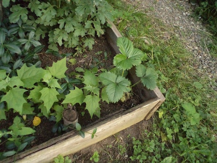 DSC00486 - in borsa in concediu