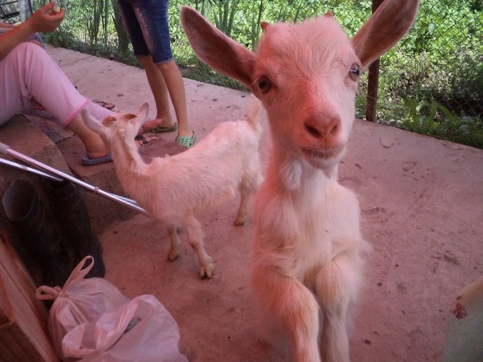 DSC00546 - in borsa in concediu