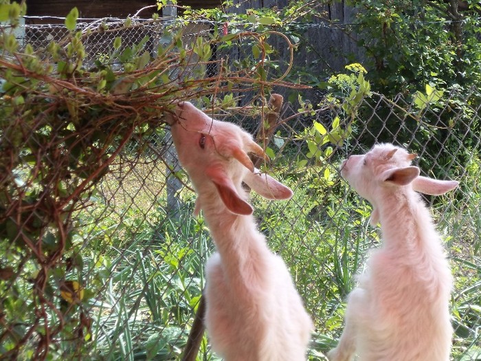 DSC00551 - in borsa in concediu