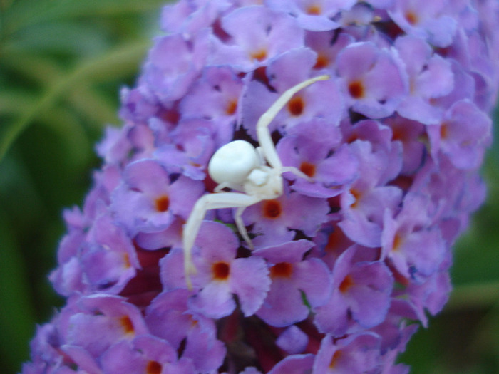 White Crab Spider (2011, July 14) - 07 Garden in July