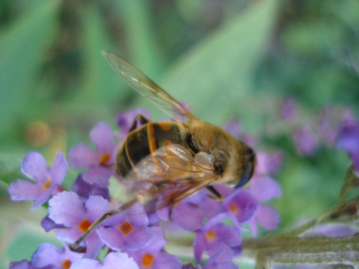 Bee on Buterfly Bush (2011, July 14) - 07 Garden in July