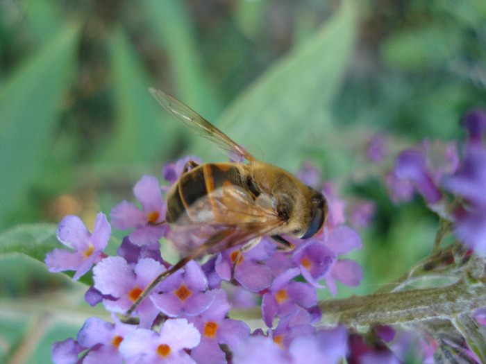 Bee on Buterfly Bush (2011, July 14) - 07 Garden in July