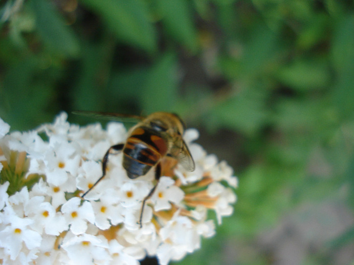 Bee on Buterfly Bush (2011, July 15) - 07 Garden in July