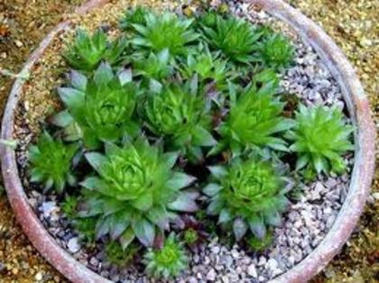 sempervivum_balsii - Plante pe care le doresc