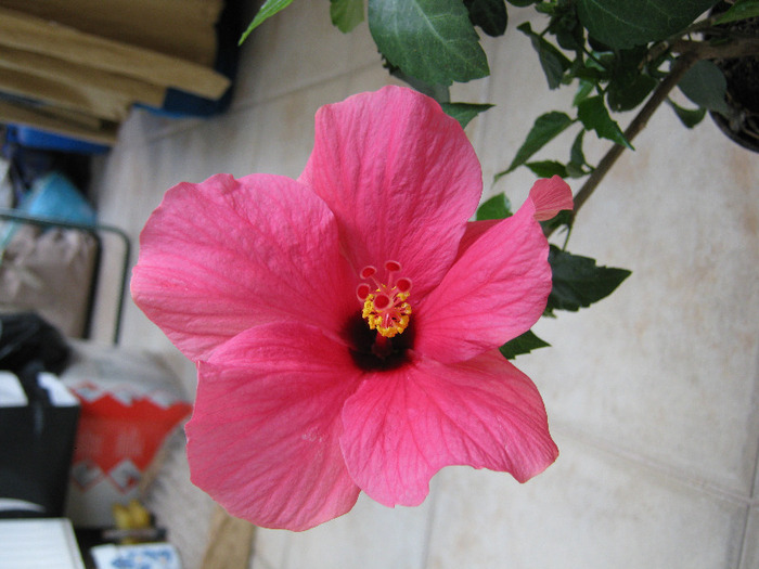 Rosario Rosa - Hibiscus - Colectie veche - nu-i mai am