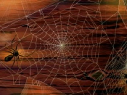 spiders_halloween-t1 - poze super